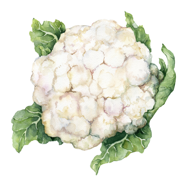 watercolor cauliflower photo