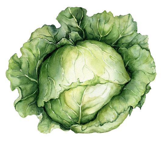 watercolor cabbage