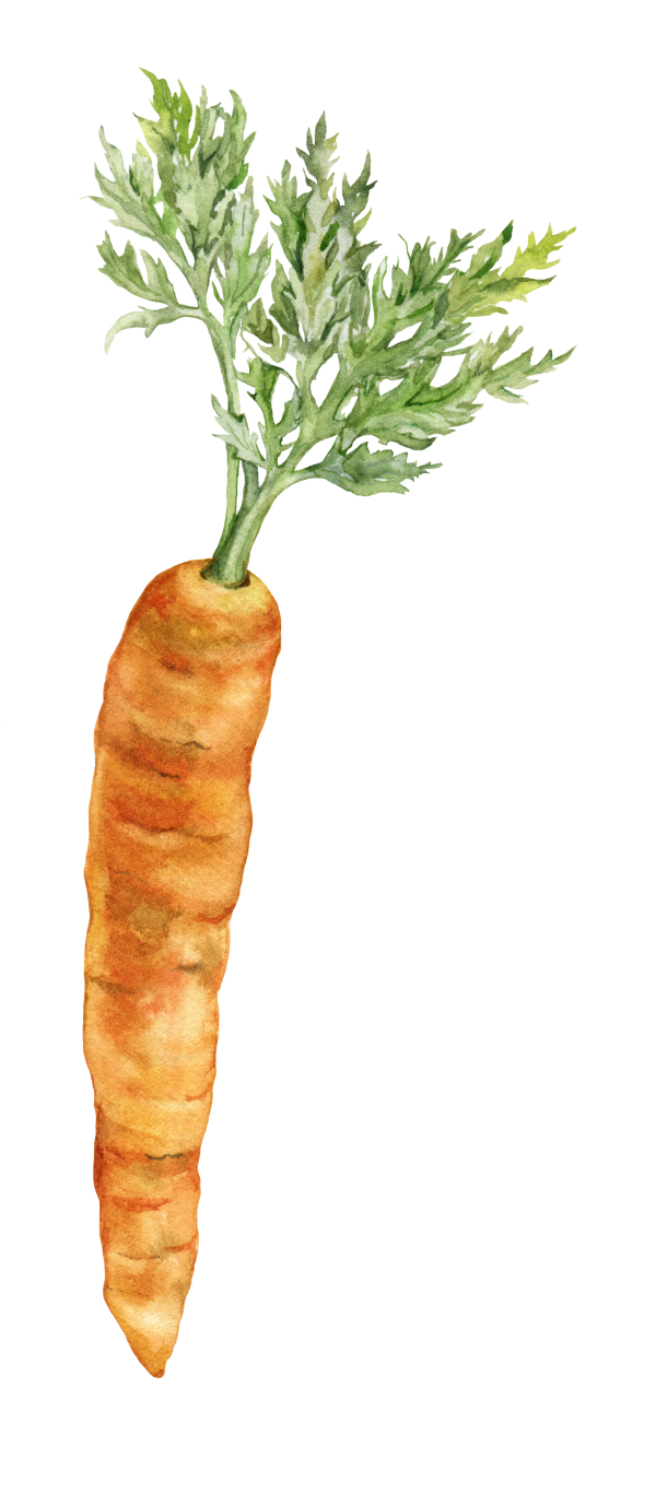 watercolor carrot