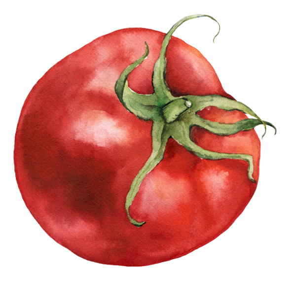 watercolor tomato image