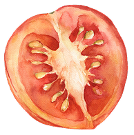 watercolor tomato cut in half image
