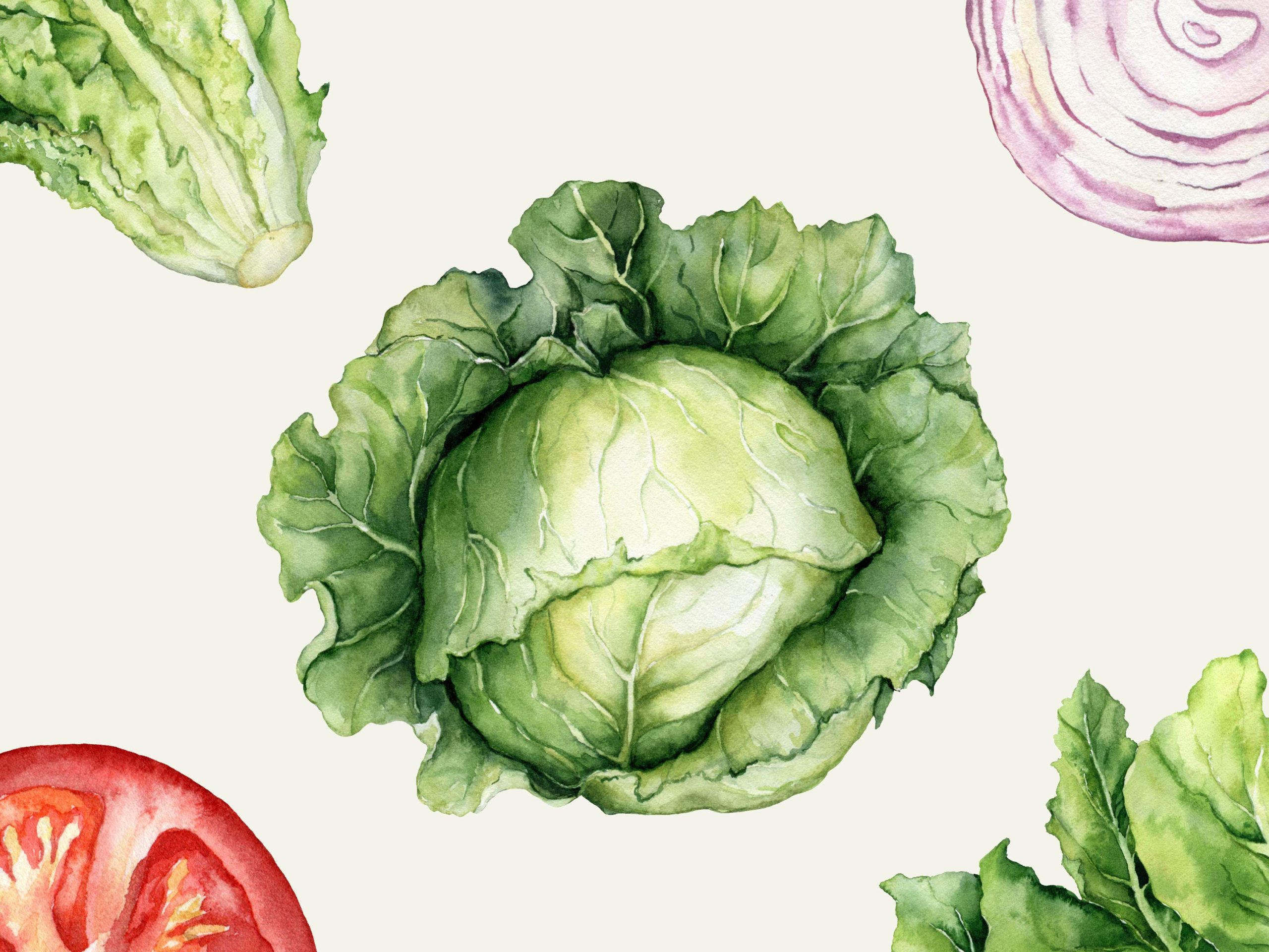 Wallpaper print of water color vegetables- lettuce, onion, and tomato